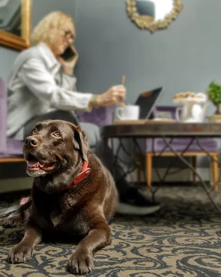 Fenix Hotel Roma, hotel pet friendly in camere selezionate