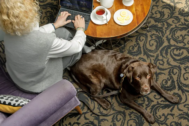 Servizio pet hospitality del Fenix Hotel Roma